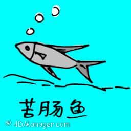 苦肠鱼 bronze cory