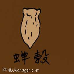 蝉壳 蝉壳 cicada chrysalis