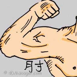 肘 elbow
