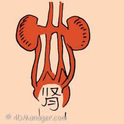 肾 kidney