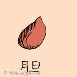 胆 gall bladder