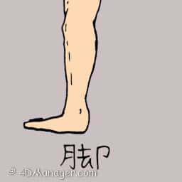 脚 leg