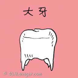 大牙 molar teeth