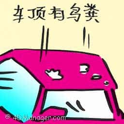 车顶有鸟粪 车顶有鸟粪 guano on car roof