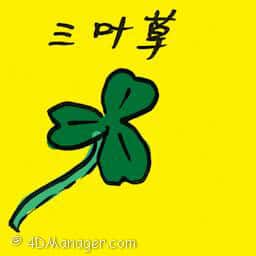 三叶草 clover
