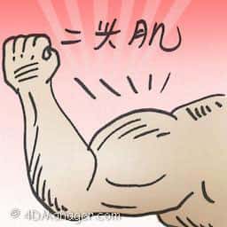 二头肌 二头肌 biceps
