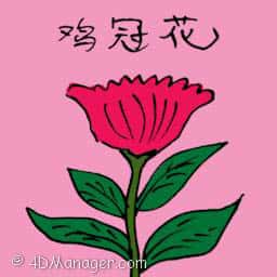 鸡冠花 鸡冠花 cockscomb