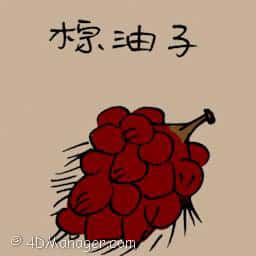 棕油子 palm oil seeds