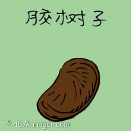 胶树子,橡胶种子 rubber tree seeds