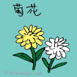 菊花 chrysanthemum
