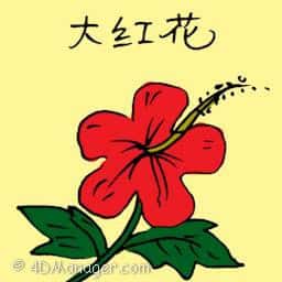 大红花 大红花 hibiscus