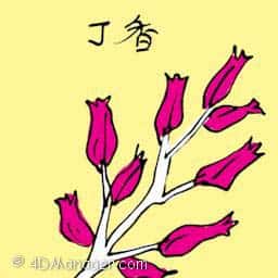 丁香 clove