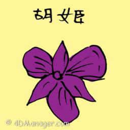 胡姬 胡姬 orchid