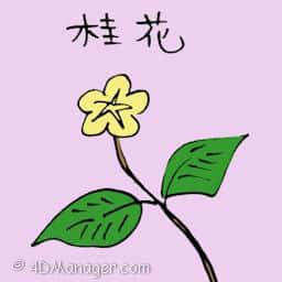 桂花 osmanthus