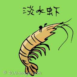 淡水虾 freshwater prawn