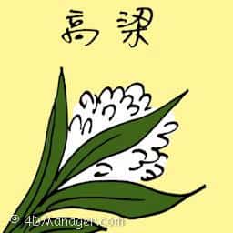 高粱 sorghum