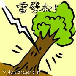 雷劈树 tree uprooted by storm