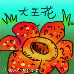 大王花,莱佛士花 rafflesia