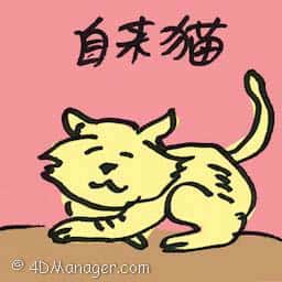 自来猫 自来猫 unsolicited cat