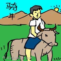 骑牛 riding a cow