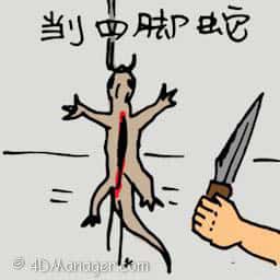 杀四脚蛇 killing / dissecting lizard