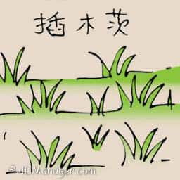 插木茨 planting tapioca