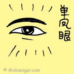 单凤眼 single eyelid