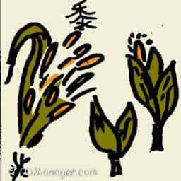 黍 黍 broomcorn