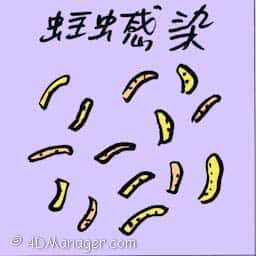 蛀虫感染 termites infection